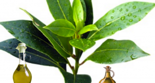 Olive leaf extract recipe for diabetes