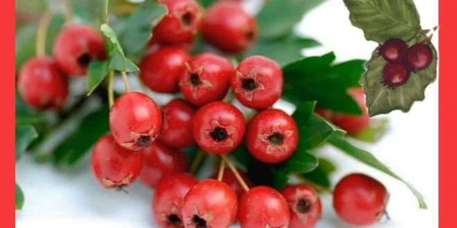 Incredible Hawthorn Benefits You Did not Know About