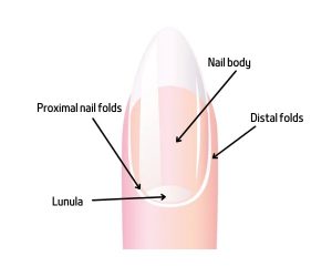 Nail Bed Whitening nail parts healthy life for all